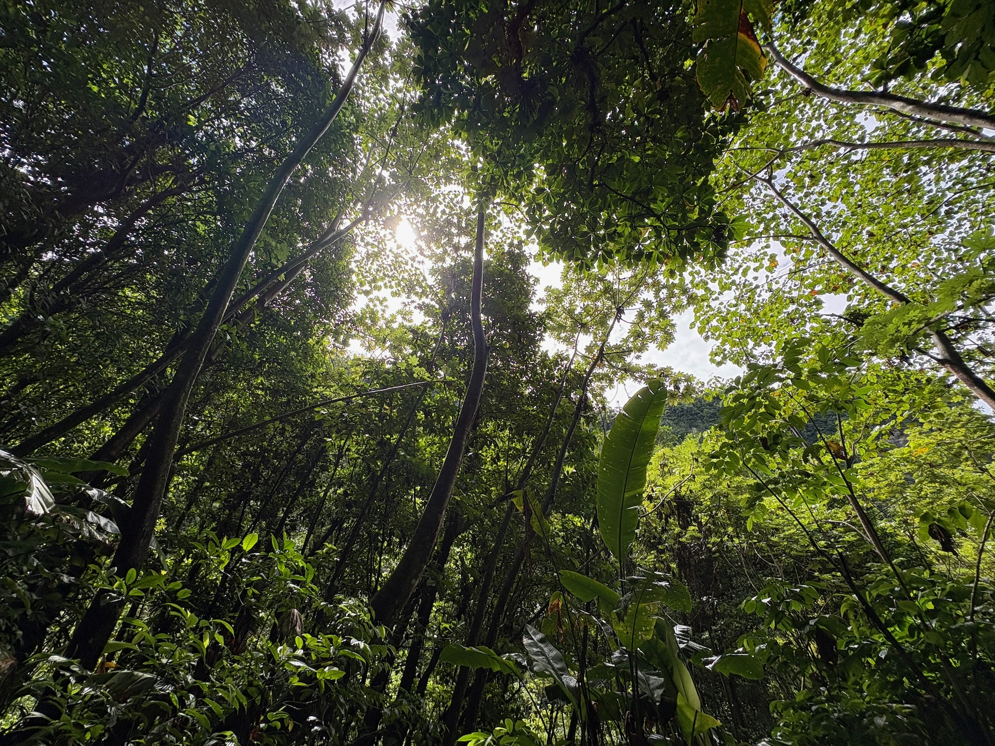 IMG_1770 Mitten im Regenwald von Dominica