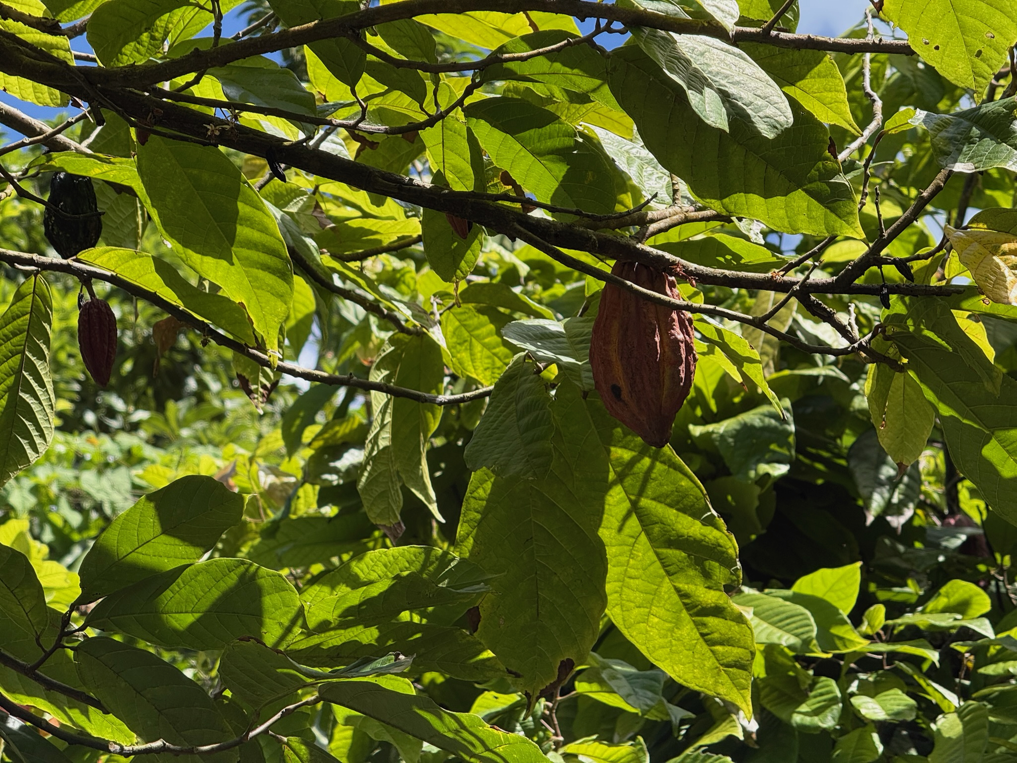 Grenada ist bekannt für seinen Kakao & Schokolade